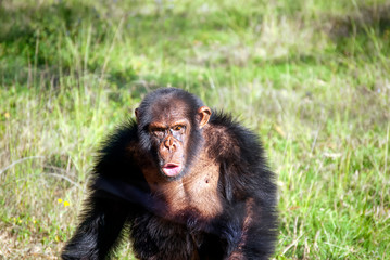 Chimpanzee (Pan troglodytes) in South Africa