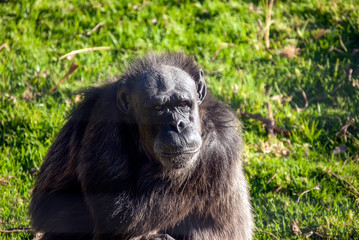 Chimpanzee (Pan troglodytes) in South Africa