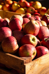 Fresh Picked Stayman Apples