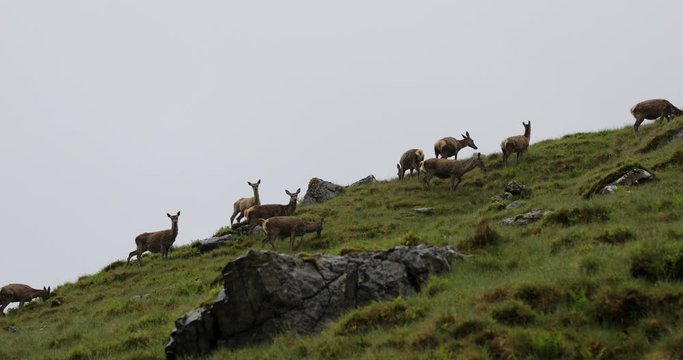 Herd of young wild deer in Scottish mountains in rainy evening.