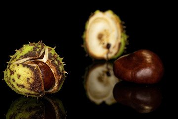 Group of two whole one piece of autumnal green chestnut isolated on black glass