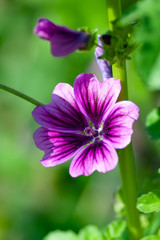 Fototapeta premium Pink Lavatera or Malva sylvestris flowers in the garden. Blooming Mallow in summer