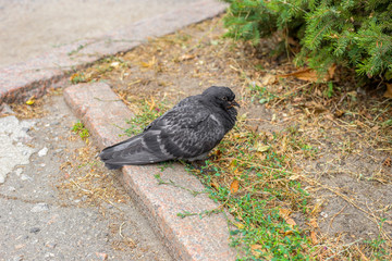 A fluffy ruffled sick pigeon is sitting on asphalt.