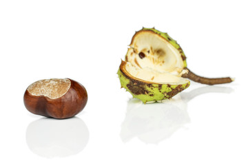 Group of one whole one piece of autumnal green chestnut isolated on white background