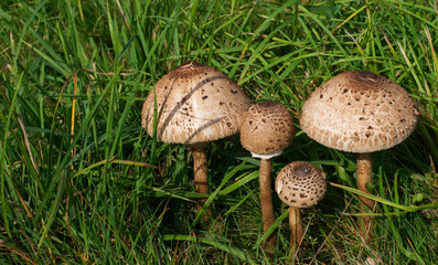 close up of mushrooms in field