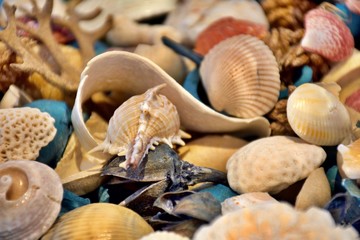 Seashells Seashells