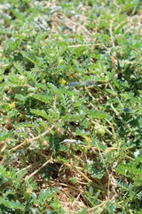 Growing in the fringes of Landers is this small Southern Mojave Desert native plant, casually described as Puncturevine, and botanically organized under Tribulus Terrestris.