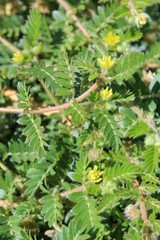 Growing in the fringes of Landers is this small Southern Mojave Desert native plant, casually described as Puncturevine, and botanically organized under Tribulus Terrestris.