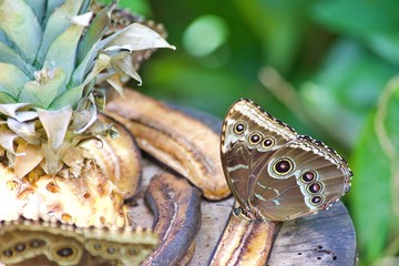 Butterfly Eating