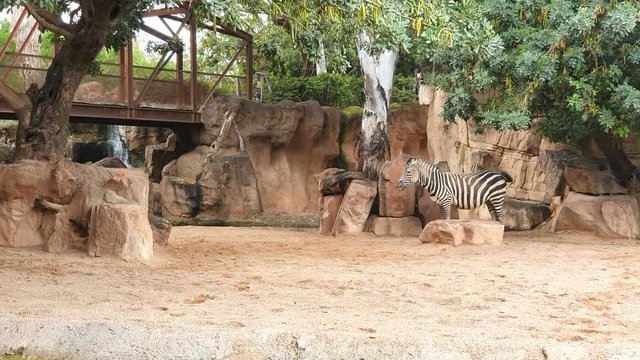 Zebras walk on sandy soil in a wildlife Park