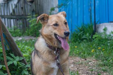 dog with tongue sticking out and ears bent
