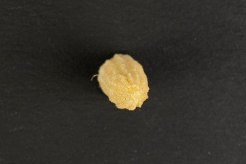 One whole baby yellow corn flatlay on grey stone