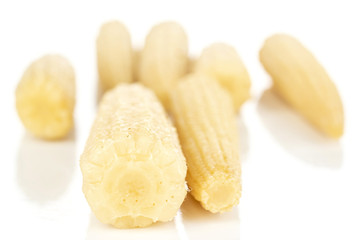 Group of seven whole baby yellow corn isolated on white background