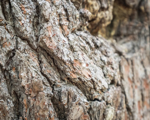Tree bark wallpaper