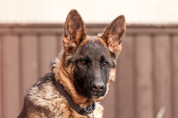 Portrait of a junior german shepherd dog.