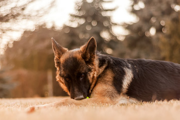 A junior german shepherd dog resting in a backyard