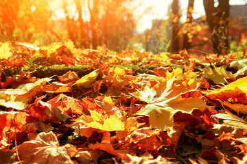 Goldener Herbst