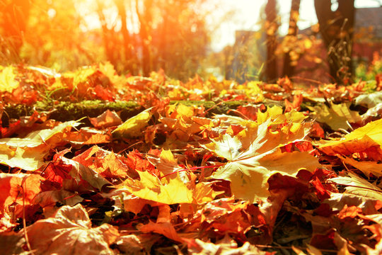 Goldener Herbst