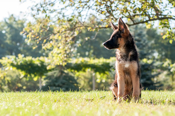 A german shepherd puppy sitting on the grass of a backyard