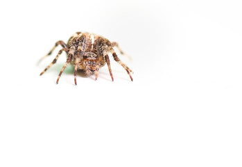 Spider isolated over white. Large common spider. 
