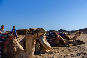 Camels in arabian desert not far from the Hurghada city, Egypt