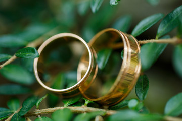 Obraz na płótnie Canvas Gold wedding rings for newlyweds on wedding day