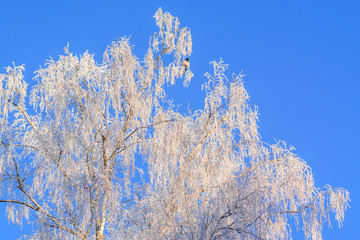 Branches of trees in frost on the background of sky