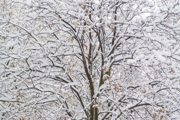 Tree branches covered with snow