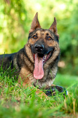 View on a german shepherd dog lying on the green grass