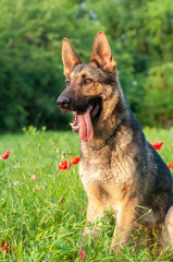 View on a german shepherd dog sitting on the green grass