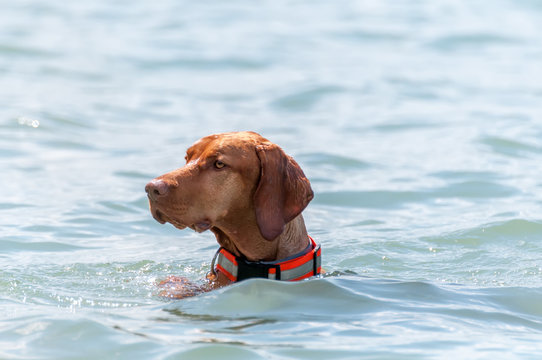 A hungarian vizsla pointing dog swimming in the lake