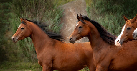 beautiful arabian horses profiles against green fence behind