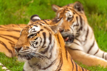 Naklejka premium Portrait of an amur tiger in a zoo