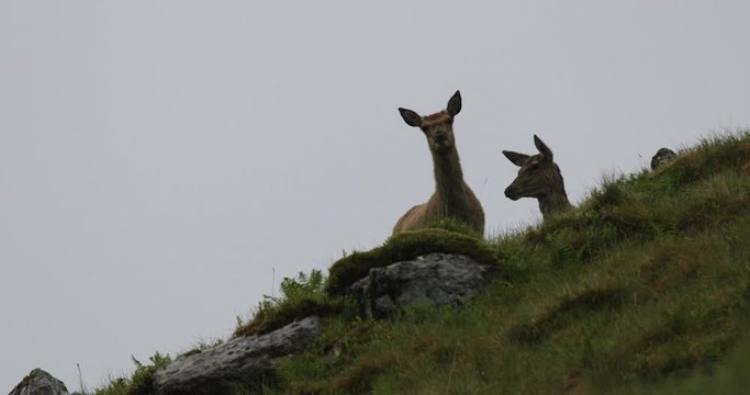 Herd of young wild deer in Scottish mountains in rainy evening.