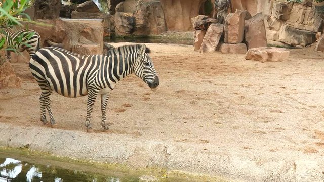 Zebras walk on sandy soil in a wildlife Park