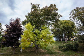Fototapeta premium colorful trees in the park next to the houses in Lunenburg Nova scotia