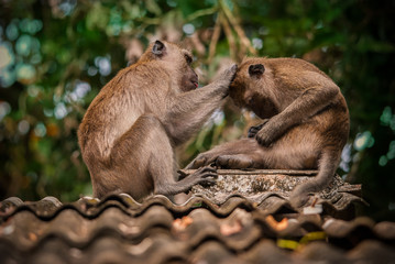 Iskające się małpy © nitka_zaplatana