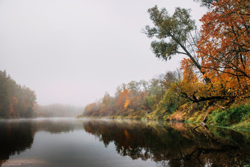 Fototapeta na wymiar Thick colourful forest and river Gauja in autumn season in Gauja National Park, Sigulda, Latvia.