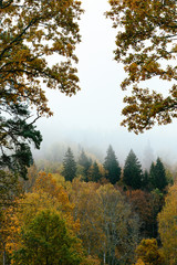 Fototapeta premium Thick colourful forest and fog in autumn season in Gauja National Park, Sigulda, Latvia.
