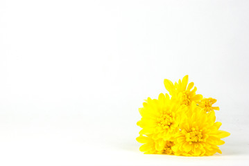 Yellow Flowers