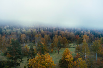 Fototapeta premium Thick colourful forest and fog in autumn season in Gauja National Park, Sigulda, Latvia.