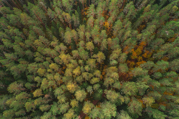 Aerial view of thick forest in colourful autumn season in Gauja National Park, latvia.