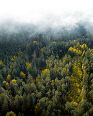 Aerial view of forest during autumn season with foggy sky.