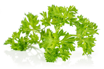 One whole bright fresh green parsley isolated on white background
