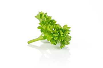 One piece of bright fresh green parsley isolated on white background