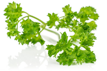 One whole bright fresh green parsley front focus isolated on white background
