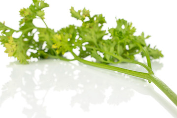 One whole light fresh green parsley isolated on white background