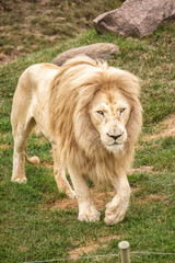 Lion Walking