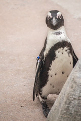 African Penguin in a Zoo