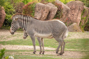 Fototapeta na wymiar Mother Zebra with Baby